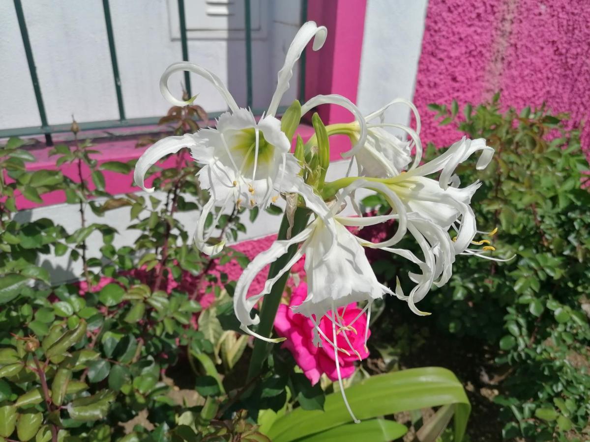 Westerland House Ribeira Brava Zewnętrze zdjęcie